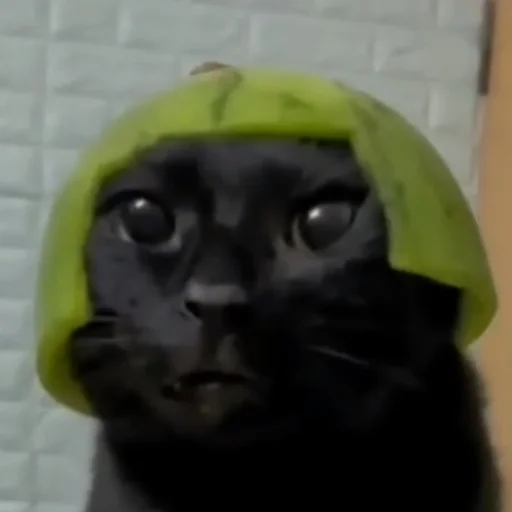 😶 Стикер «котики cats» для Telegram