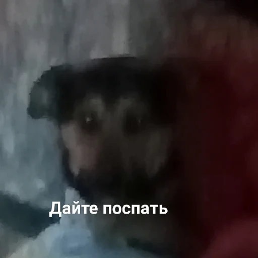 😴 Стикер «котики cats» для Telegram