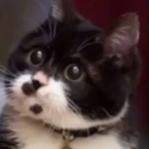 🥺 Стикер «котики cats» для Telegram