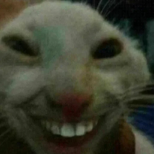 😂 Стикер «котики cats» для Telegram