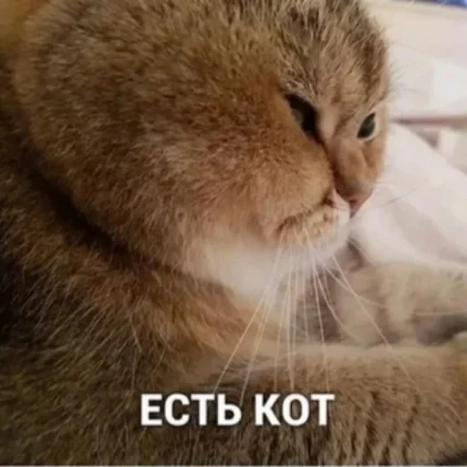 🐱 Стикер «котики cats» для Telegram