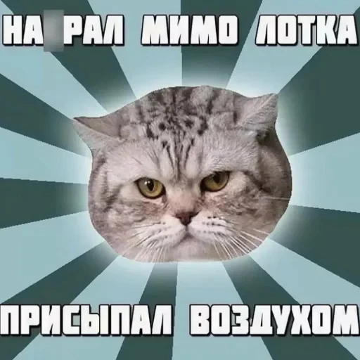 😼 Стикер «котики cats» для Telegram