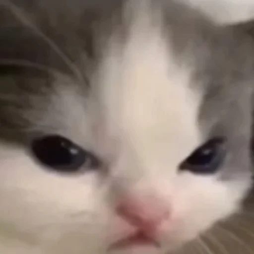 😡 Стикер «котики cats» для Telegram