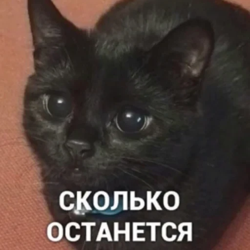 🥲 Стикер «котики cats» для Telegram