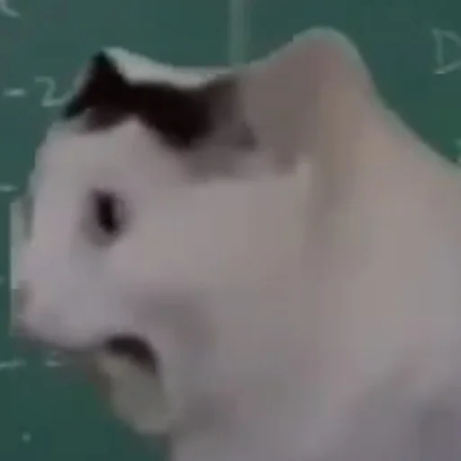 😮 Стикер «котики cats» для Telegram
