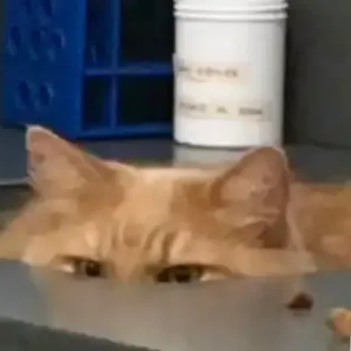 🤫 Стикер «котики cats» для Telegram