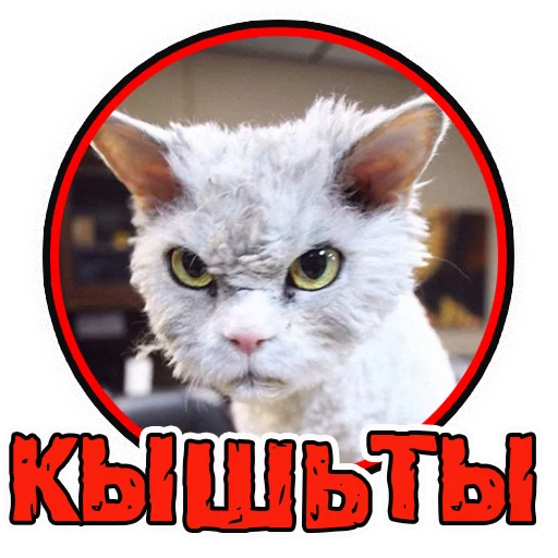 😾 Стикер «Милые котята» для Telegram