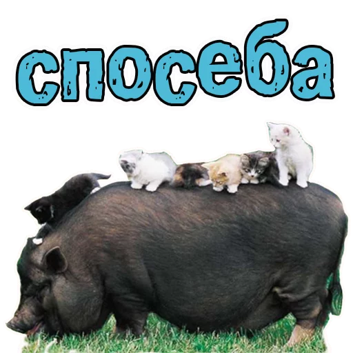 🤗 Стикер «Милые котята» для Telegram