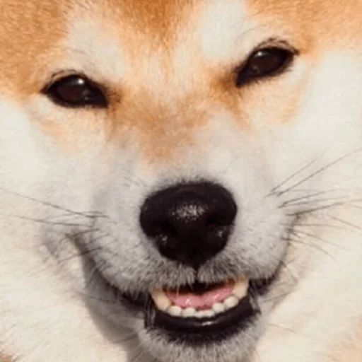 🐶 Стикер «MEME MOTIVATED» для Telegram