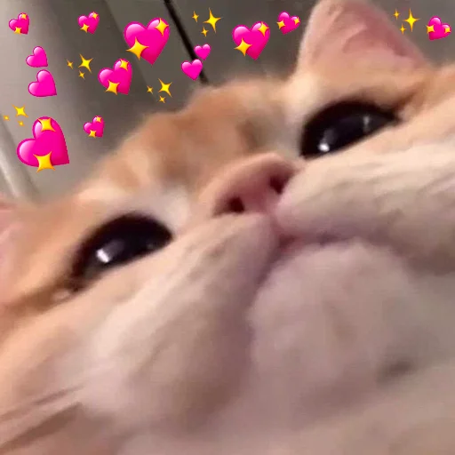 💖 Стикер «MEME MOTIVATED» для Telegram