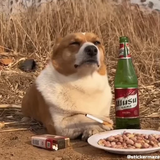🐶 Стикер «᯽ ＭЄＭЄƧ - 1│ ᯽» для Telegram