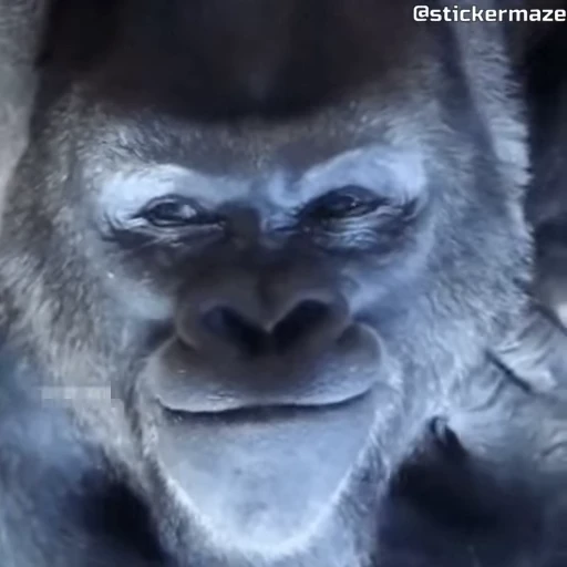 🦍 Стикер «᯽ ＭЄＭЄƧ - 1│ ᯽» для Telegram