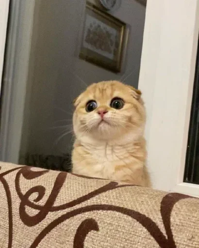 ❤️ Стикер «Memes 12» для Telegram
