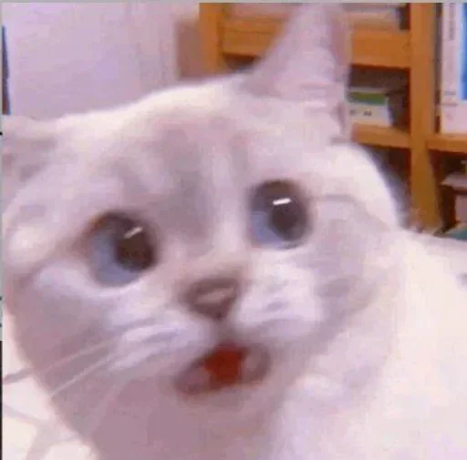 ❤️ Стикер «Memes 12» для Telegram