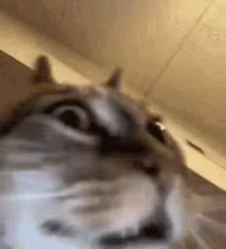 ❤️ Стикер «Memes 12» для Telegram