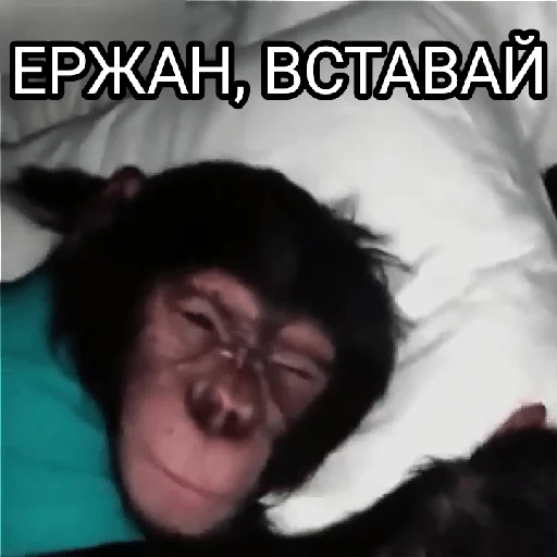 ☀ Стикер «Memes 22» для Telegram