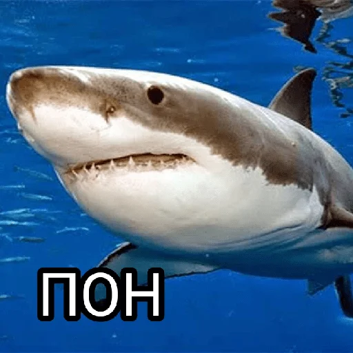 🙂 Стикер «Memes 22» для Telegram