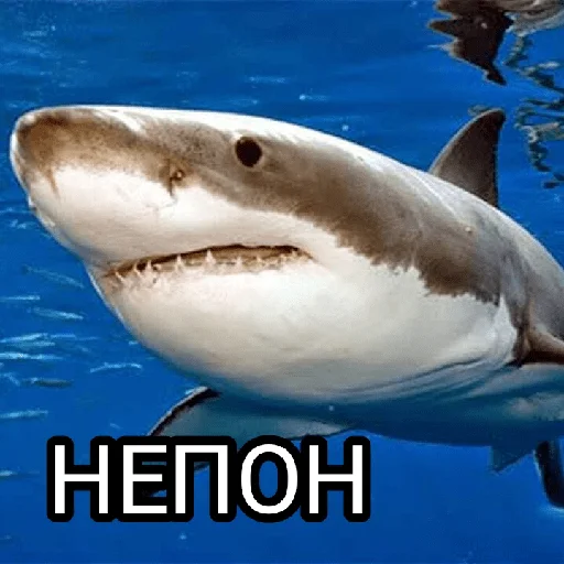 Стикерпак Memes 22 для Telegram