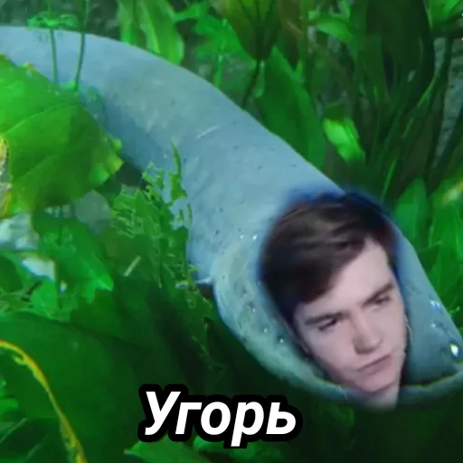 🐠 Стикер «Memes_team» для Telegram
