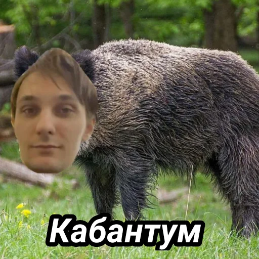 🐗 Стикер «Memes_team» для Telegram
