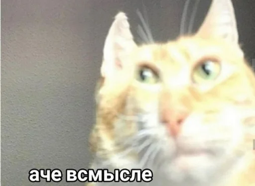 Стикерпак All you need is MEMES для Telegram