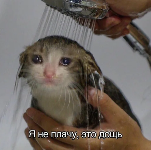 😭 Стикер «All you need is MEMES» для Telegram