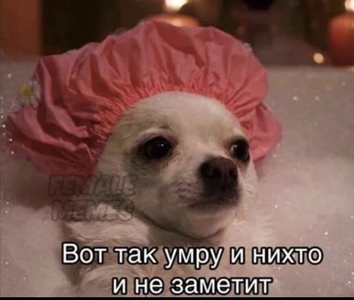 😭 Стикер «All you need is MEMES» для Telegram