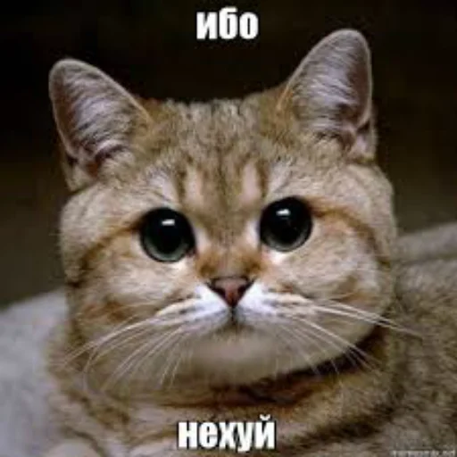 😠 Стикер «All you need is MEMES» для Telegram