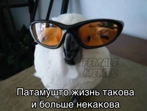 🤷 Стикер «All you need is MEMES» для Telegram