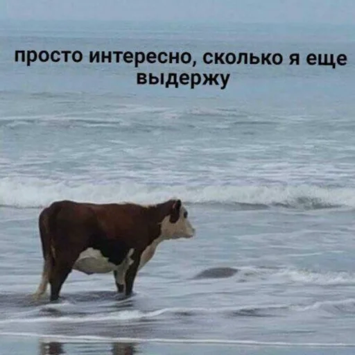 😢 Стикер «All you need is MEMES» для Telegram