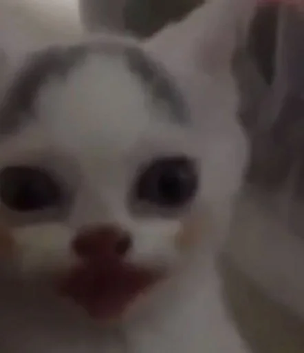 🤡 Стикер «коты и мемы» для Telegram