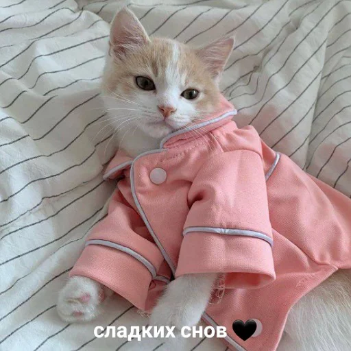 😴 Стикер «коты и мемы» для Telegram