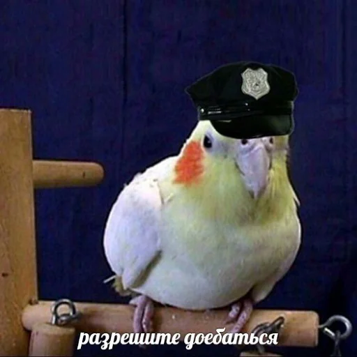 🤨 Стикер «коты и мемы» для Telegram