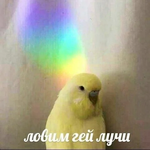 🏳️‍🌈 Стикер «коты и мемы» для Telegram