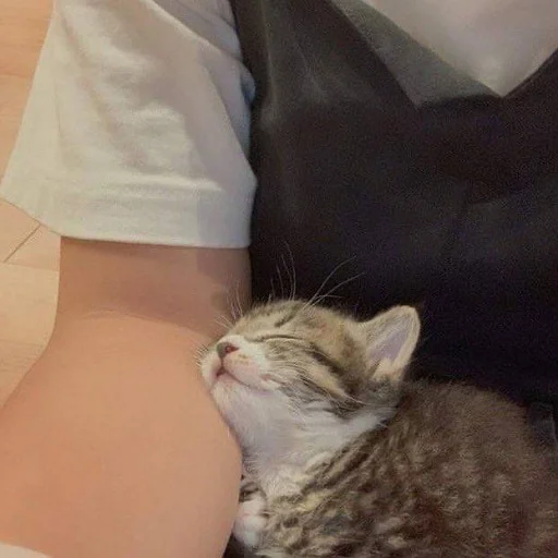 💤 Стикер «коты и мемы» для Telegram