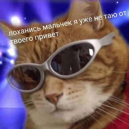🖕 Стикер «коты и мемы» для Telegram