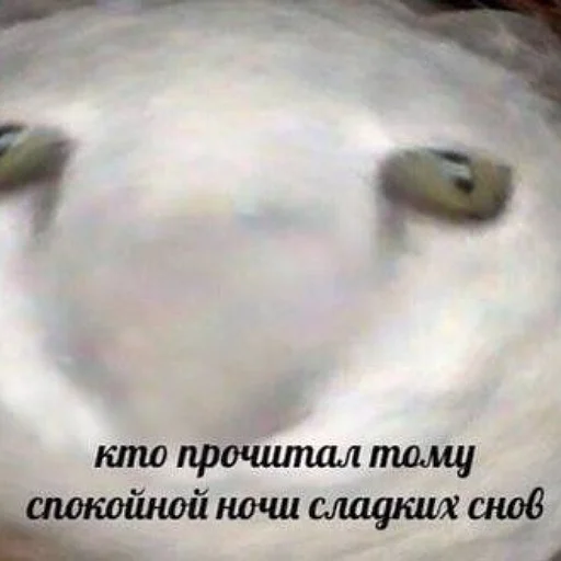 😴 Стикер «коты и мемы» для Telegram