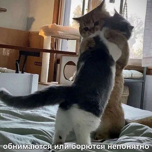 ❤️ Стикер «коты и мемы» для Telegram