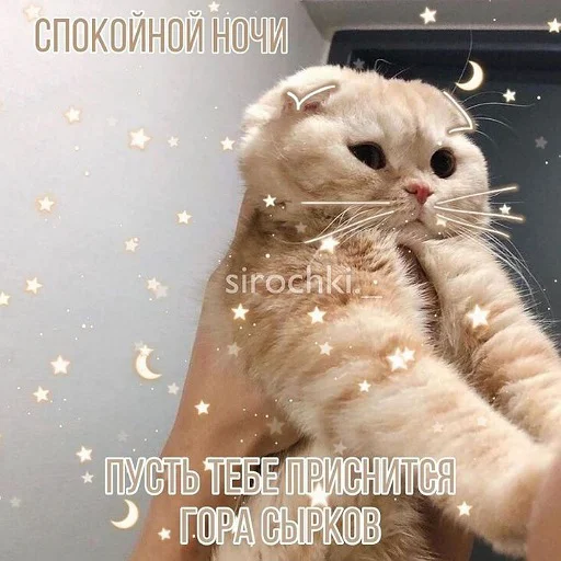 😴 Стикер «коты и мемы» для Telegram