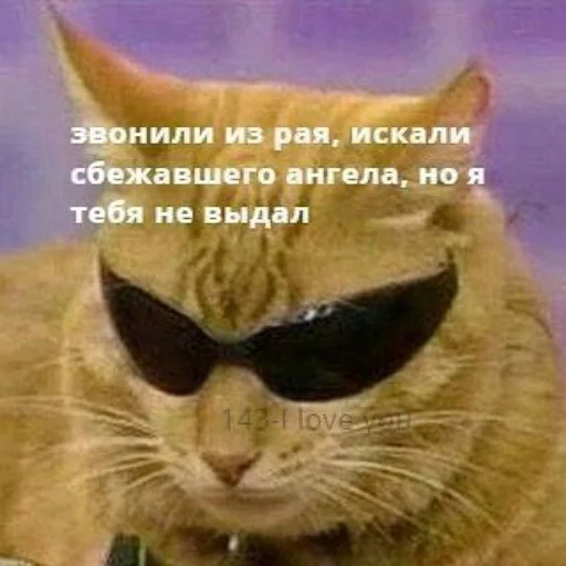 ❤️ Стикер «коты и мемы» для Telegram