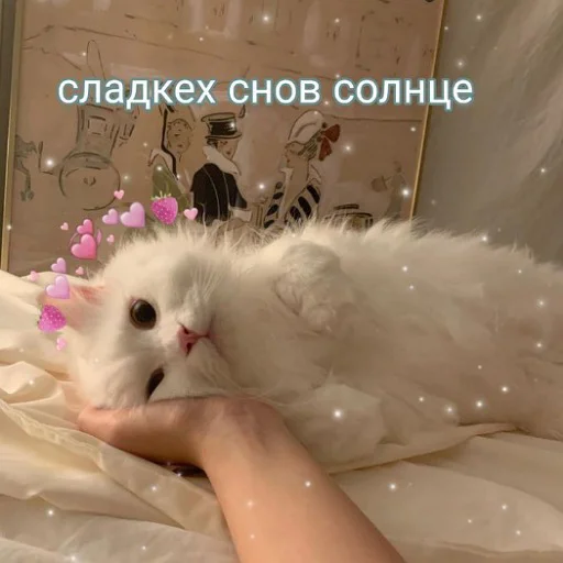 ❤️ Стикер «коты и мемы» для Telegram