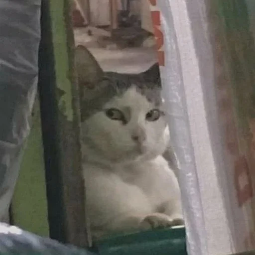 👀 Стикер «коты и мемы» для Telegram