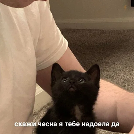 🥲 Стикер «коты и мемы» для Telegram