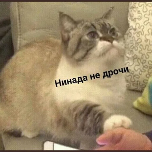 🔞 Стикер «коты и мемы» для Telegram