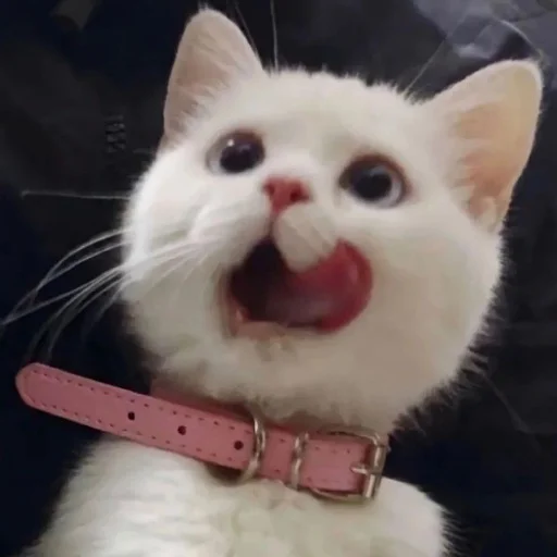 😋 Стикер «коты и мемы» для Telegram