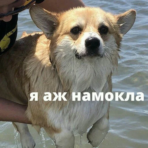🤤 Стикер «коты и мемы» для Telegram