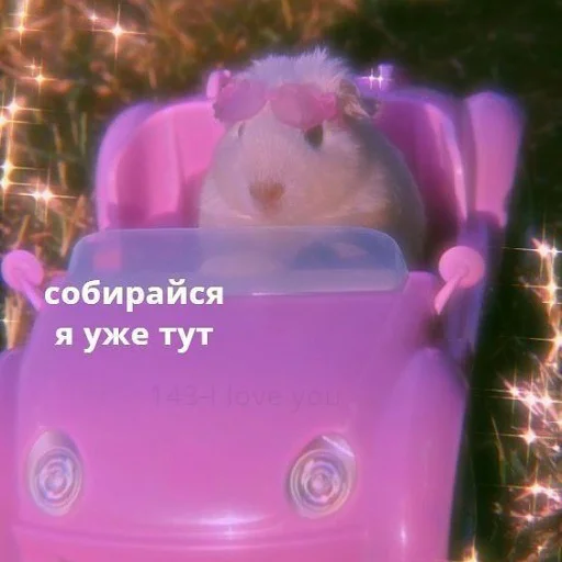 ✌️ Стикер «коты и мемы» для Telegram