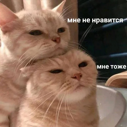 ❤️ Стикер «коты и мемы» для Telegram