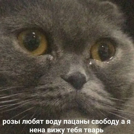 😭 Стикер «коты и мемы» для Telegram