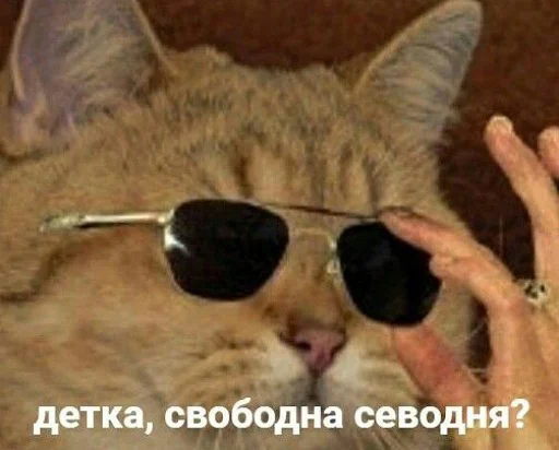 😎 Стикер «коты и мемы» для Telegram